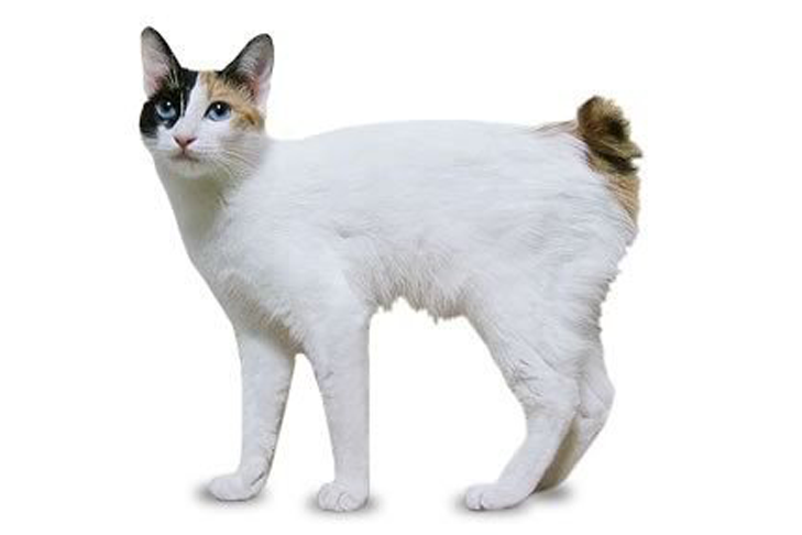 تصویر جاپانیز بابتیل (Japanese Bobtail)